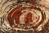 Red/Black Petrified Wood (Araucarioxylon) Round - Arizona #274758-1